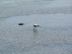 SX24519 Spoonbill.jpg